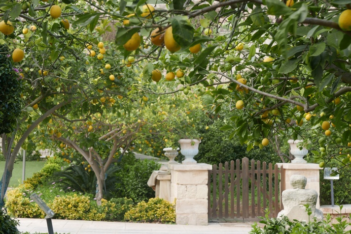 Auch dieser Zitrusgarten mit Zitronen und Orangen gehört zum Freigelände. Manchmal demonstriert der Hausherr, wie er seinen Limoncello herstellt.